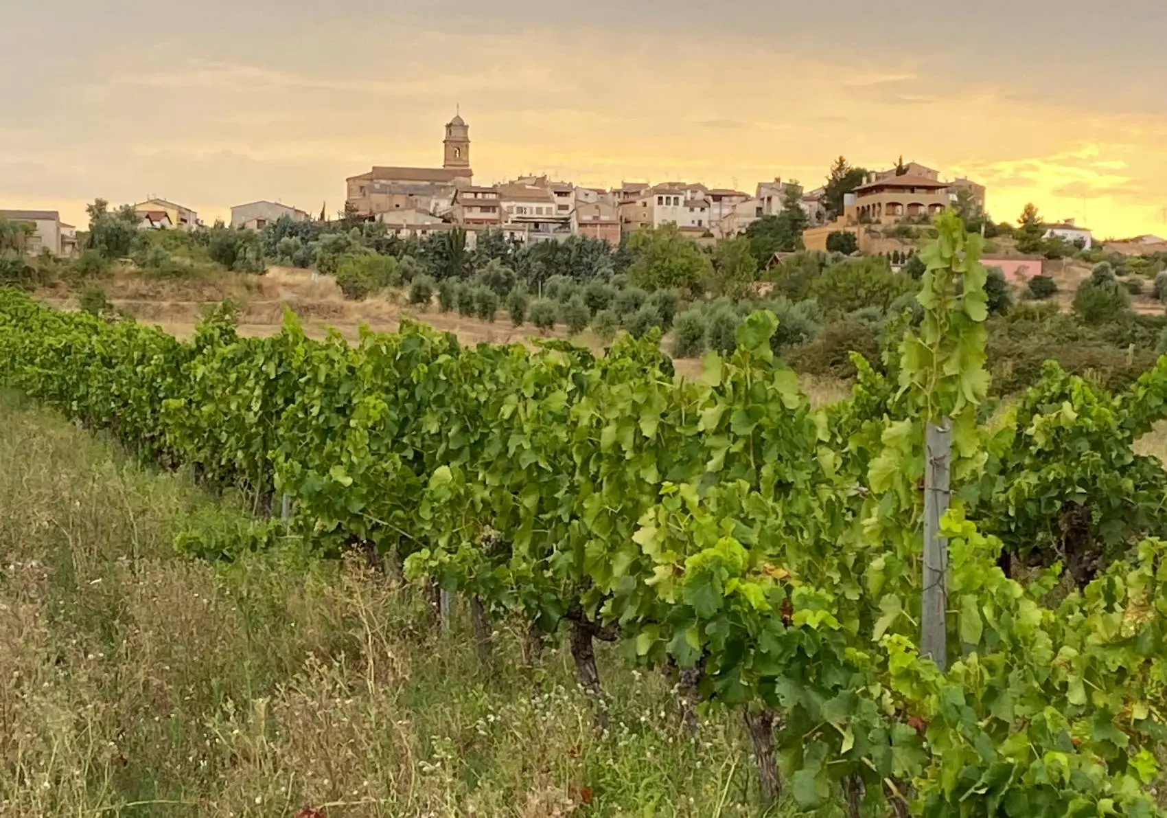 Grapevines with the town of Arnes in the background.