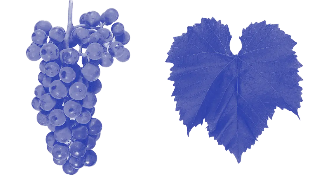 INTRODUCCIÓN AL VINO NATURAL